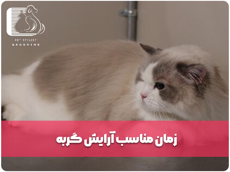 زمان مناسب آرایش گربه